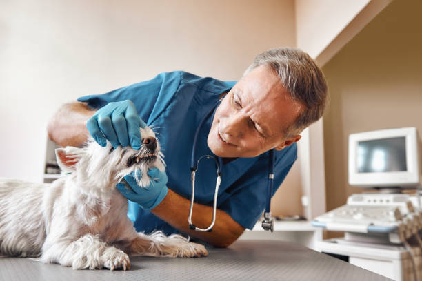 Best Emergency Dental Care for Sports Injuries in Mills, WY